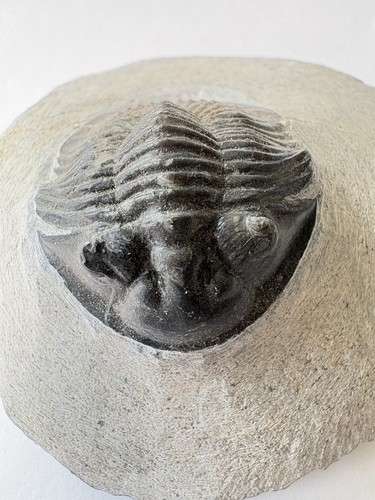 Scutellum trilobite fossils - scutellum,