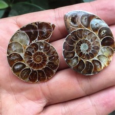 1 paire Madagascar Sea Natural Druzy Ammonite Slice Shell Gemstone Specimen