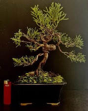 Yamadori Genévrier Commun Sur Roche  Juniperus Bonsai Bonsaitree Bonsaibaum