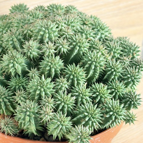 Euphorbia suzannae pot - euphorbia,