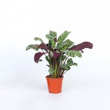 Plante Dormeuse - Ctenanthe
