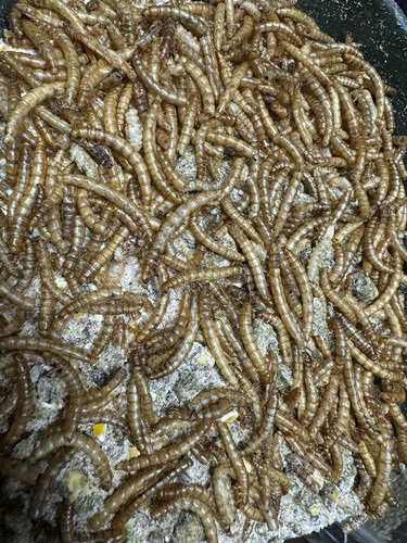 10kg pellets carpe chenevis - 10kg,