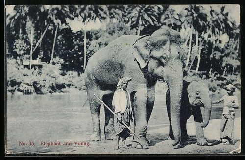 Carte postale elephant and - carte,