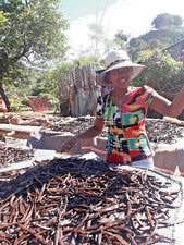 10 gousses de Vanille Bourbon Gourmet de Madagascar 18/20cm 2025 par productrice