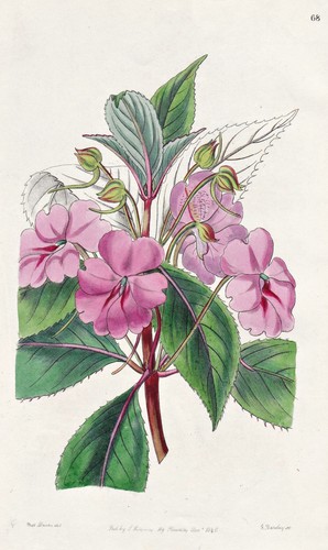 Impatiens platypetala java - impatiens,