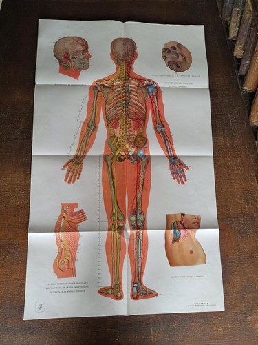 Affiche anatomie acupuncture