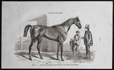 1882 - Poulain pur sang anglais - Gravure ancienne - Cheval & équitation