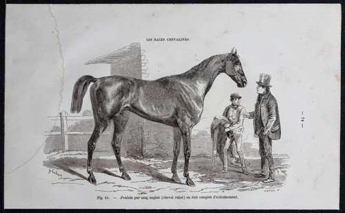 1882 poulain pur - -,