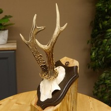 Chevreuil Bois de Cervidés