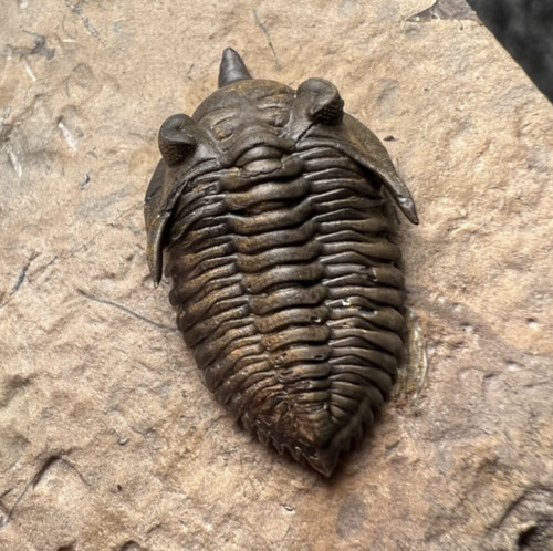 Minicryphaeus minimus
