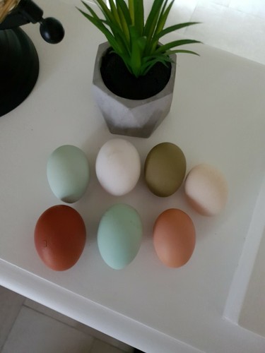 œufs poule fécondés - poule, à