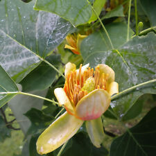 Tulipier de Virginie 2L - Les