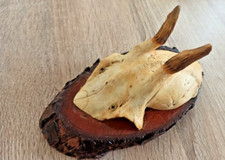 ancien vrai crâne avec