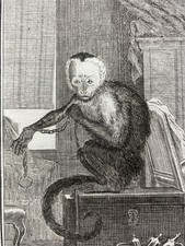 Singe Capucin Saï Capucinus 1804 Gravure Primate Primatologie Éthologie Singe