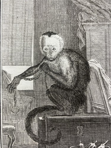 Singe capucin saï capucinus - saï,