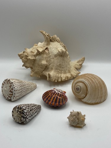 Lot coquillages divers - coquillages,
