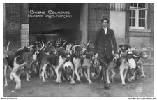 ASHP9-0520-CHIEN - CHIENS COURANTS - BATARDS ANGLO-FRANCAIS - MEUTE DE MADAME