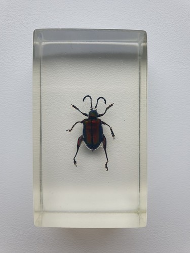 Insecte sous résine - , sagrine