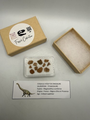 Coquille œuf dinosaure - Œuf,