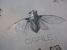 ETUDES D' ANIMAUX  MATHURIN