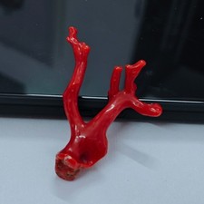 Branche de corail de mer