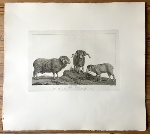 Gravures 19e maréchal de - 5,