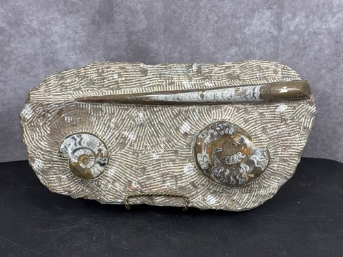 Large ammonite orthoceras - large, &