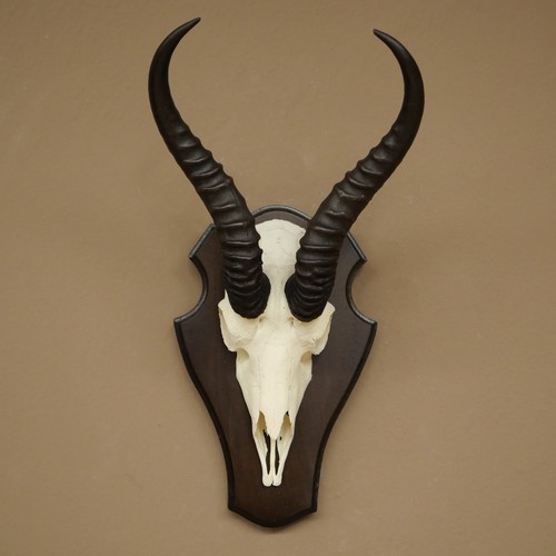 Springbock antilope trophée - antilope,