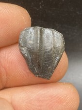 0.87’’/ 2,22cm -