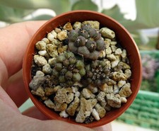 Copiapoa montana rcpb187 - copiapoa, rcpb187.02