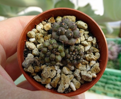 Copiapoa montana rcpb187 - copiapoa,