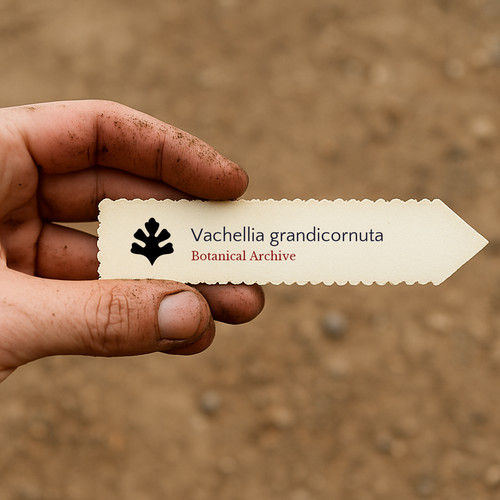Vachellia grandicornuta seeds - vachellia,