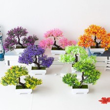 Plante en pot bonsa