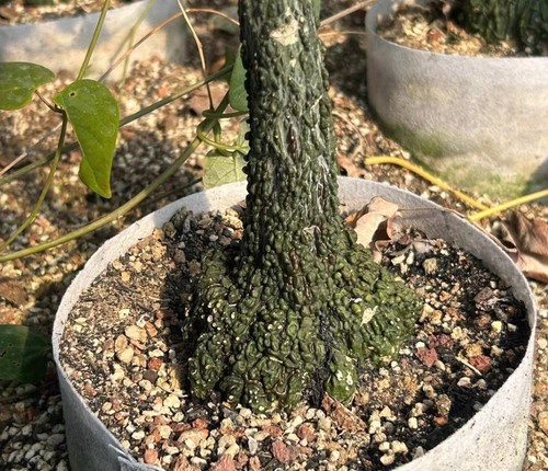 1cm rare cacti adenia - rare,