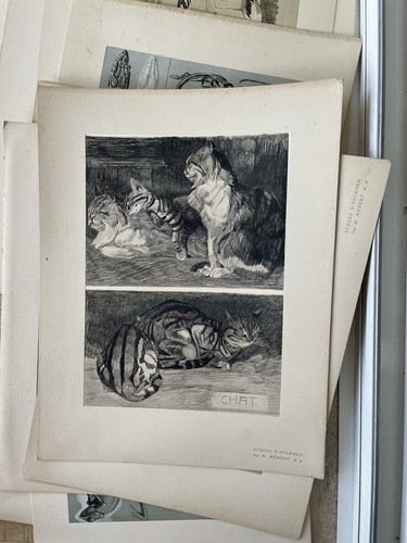 Planches animaux mehaut - animaux,