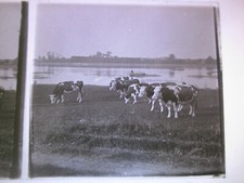 Plaque stéréoscopîque vers