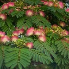 Albizia julibrissin 'Rouge