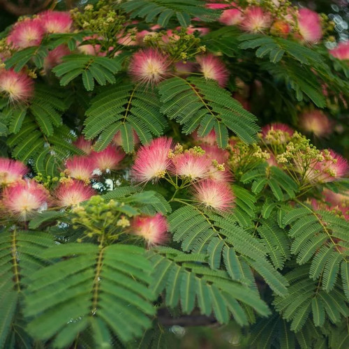Albizia julibrissin rouge - julibrissin, 'rouge