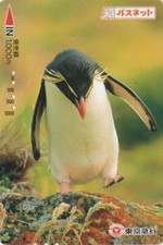 Carte JAPON - ANIMAL - OISEAU MANCHOT GORFOU SAUTEUR  - PENGUIN BIRD JAPAN card