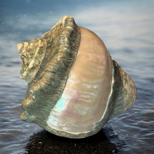 Grand coquillage décoratif