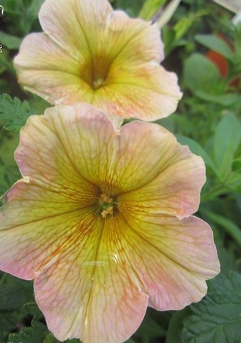 Surfinia pétunia rosé - ♫, 'rosé