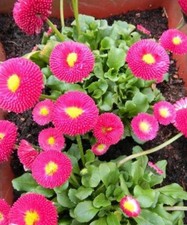 ♫ PAQUERETTE 'Pomponette