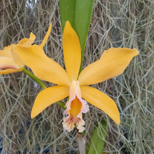Cattleya hodgkinsoniae - cattleya,