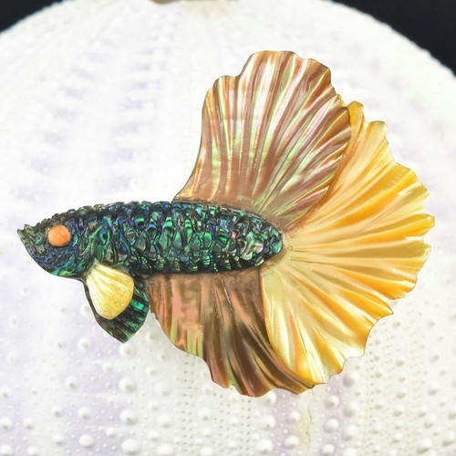 Siamois betta combattant - betta,
