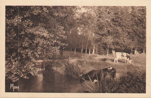 Prairie bord riviere - cp, vache