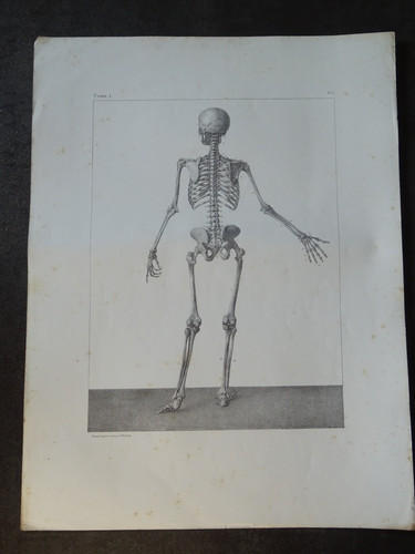 Jacob planche anatomie - n.h,
