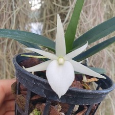 Angraecum didieri