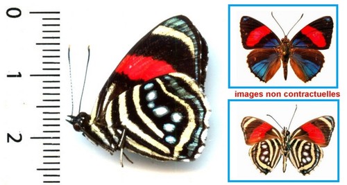Nymphalidae callicore - nymphalidae,