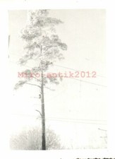 Photo, WW2. G./N.E.A 3. Mykelli 1941 : "arbre d'antenne" dans la neige (MB)21316
