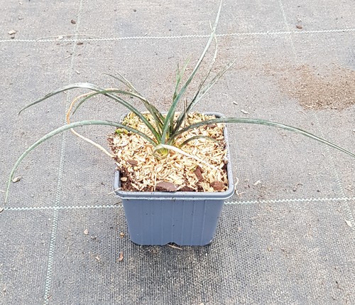 Yucca elata arbre à - yucca,